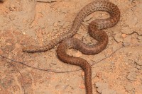 Antaresia perthensis | Perth Pygmy Python, east of Karijini N.P.