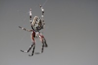 Araneidae sp. | Orb-weaver Spiders, Yalgorup National Park