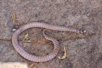 Brachyurophis approximans | North-western Shovel-nosed Snake, south of Nullagine