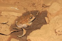 Cyclorana maini | Main's Frog, Tom Price