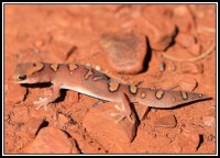 Diplodactylus pulcher | Fine-faced Gecko, west of Karijini National Park
