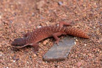 Diplodactylus savagei | Yellow-spotted Pilbara Gecko, Kalgan Pool
