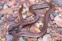 Furina ornata | Orange-naped Snake, Kalgan Pool