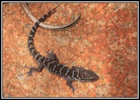 Heteronotia binoei | Prickly Gecko, east of Karijini N.P.