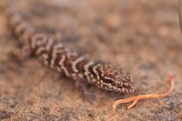 Heteronotia binoei | Prickly Gecko, south of Nullagine