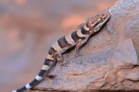 Heteronotia spelea | Cave Prickly Gecko, Kalgan Pool