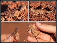 Tympanocryptis cephalus | Blotch-tailed Earless Dragon, south of Newman