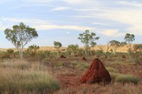 Nests of termites | Termites are social insects that build large nests in soil or wood and can occasionally cause damage to wooden structures. 