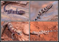 Heteronotia spelea | Cave Prickly Gecko, both top Kalgan Pool, below both Sandstone