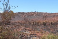 What caused the fire? | Destroyed by fire landscape.