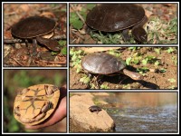 Chelodina steindachneri | Steindachner’s Long-necked Turtle, south of Nullagine.