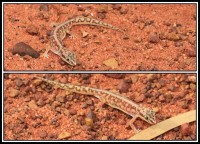 Lucasium stenodactylum | Pale-snouted Ground Gecko, Sandfire