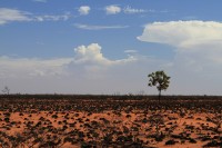 Dry landscape after fire