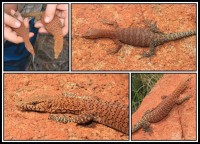 Varanus pilbarensis | Northern Pilbara Rock Monitor, male, east of Karijini National Park