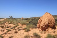 The complex social world of the termite | The spinifex termite is sometihing of an architect and can build mounds in varying designs.