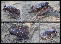 Heleioporus albopunctatus | White-spotted Burrowing Frog, south of Geraldton