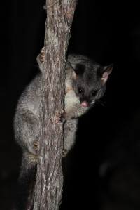 Mountain Brushtail Possum | Trichosurus cunninghami, Yalgorup National Park