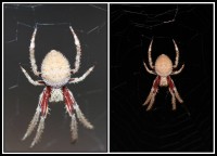 Araneidae sp. | Orb-weaver Spiders, Yalgorup National Park