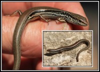 Ctenotus ora | Scincidae, Yalgorup National Park