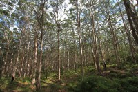 Huge eucalyptus trees | East of Leeuwin-Naturaliste National Park