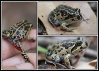 Limnodynastes dorsalis | Banjo Frog, east of Hamelin Bay