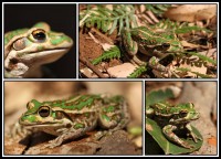 Litoria cf. cyclorhyncha | Spotted-thighed Frog, east of Hamelin Bay