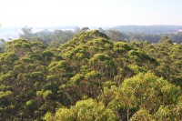 View from the treetops