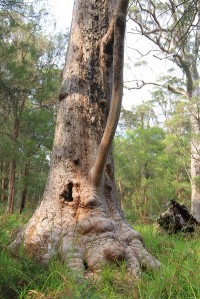 Valley of Giants | West of Albany