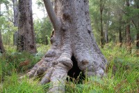 Valley of Giants | West of Albany