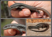 Egernia richardi | Bright Crevice Skink, Top and left - Porongurup Range, right down - Stirling Range.