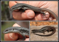 Egernia richardi | Bright Crevice Skink, Top and left - Porongurup Range, right down - Stirling Range.