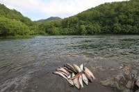 Salamons | Galjec, Farel, Nerka - Fishing in Bystraya River