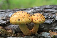 Kamchatka mushrooms | Bystraya River