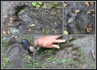 Bear traks | We get off the boat and footprints are everywhere, Bystraya river