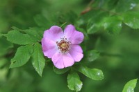 Flower | Bystraya River