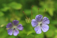 Flowers | Bystraya River