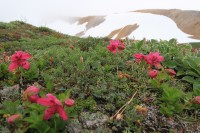 Flowers | Near Mutnovsky Volcano