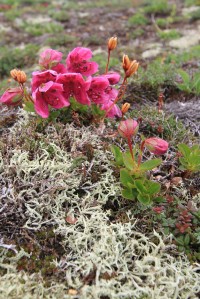 Flowers | Near Mutnovsky Volcano