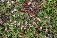 Flowers | Near Mutnovsky Volcano