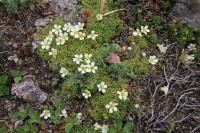 Flowers | Near Mutnovsky Volcano