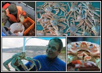 Red king crab | Paralithodes camtschaticus, Gulf of Avachinskii