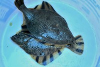 Kambala | Delicious white meat hidden under a mottled bumpy skin turbot fish can prepare dozens of ways, Gulf of Avachinskii