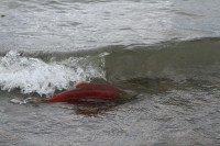 Salamon | Salmon trying to get upstream river from Kurile lake