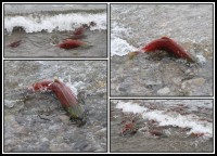 Salmon | Salmon, who heads to spawn the calm waters, Kurile lake