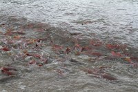 Mass movement of nerka | Salmon trying to get upstream river from Kurile lake