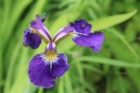Siberian Iris | The actual Latin name, Iris sibirica, refers to the ancient Greek god of the rainbow and the place where the iris naturally grows wild, Siberia. Bystraya River