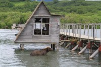 Bear waiting for fish | Watchtower on the Kurile Lake