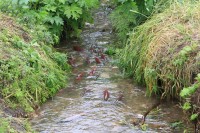 Salamon | Salmon swimming upstream river, Kurile lake