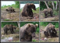 Kamchatka brown bear | Observation bears on the Kurile Lake