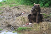 Rest when eating | Kuril lake